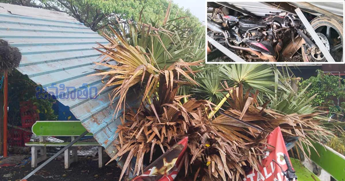 భారీగా కురిసిన వర్షానికి ఒక్కసారిగా పడ్డ తాటిచెట్టు